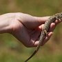 ještěrka obecná (Lacerta agilis)